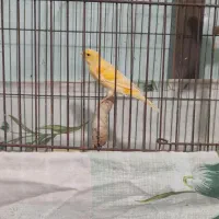 قناری نر پرتغالی