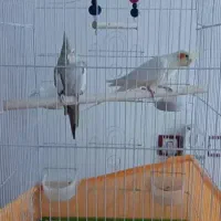 جفت عروس هلندی