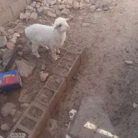 بره ماده|حیوانات مزرعه|زیرکوه, |دیوار