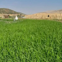 برنج چمیا و شهری روستای کره با آب دنا