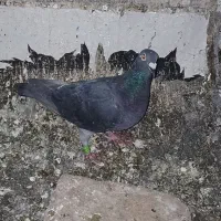 کبوتر پلاکی مسافتی