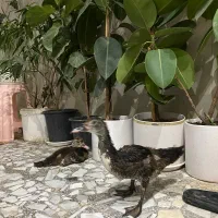 اردک خارجی