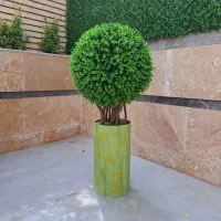درختچه شمشادی