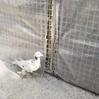 سار سرور|پرنده|مشهد, مشکینی (شهرک غرب)|دیوار