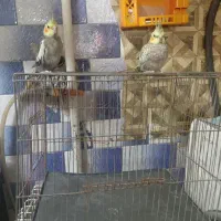 عروس هلندی
