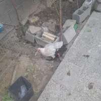 فروشه ۳ عدد مرغ و خروس