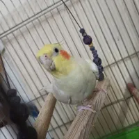 عروس هلندی معاوضه با سهره|پرنده|قرچک, باقرآباد|دیوار