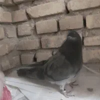 سرور بلند|لوازم جانبی حیوانات|یزد, |دیوار