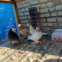 کبوتر|پرنده|شاهرود, |دیوار