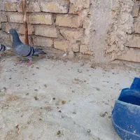 سبز ماده به شرط فروشی  معاوضه  هم داروم