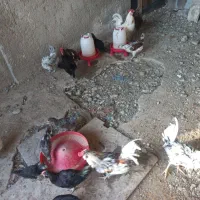 مرغ و خروس گلین اصل