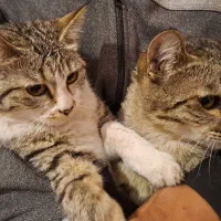 واگذاری رایگان گربه