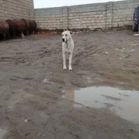 فروش|سگ|شاهین دژ, |دیوار