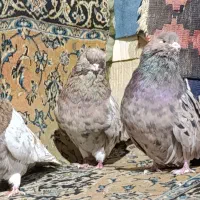 کبوتر نوک ریز نر ماده