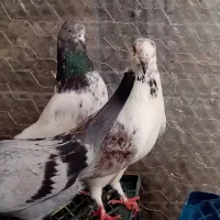 کبوتر|پرنده|قائمشهر, |دیوار