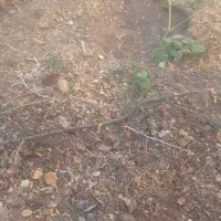 زمین مسکونی،  فرطان