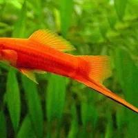 ماهی|ماهی|شاهرود, |دیوار