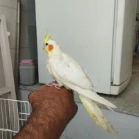 عروس هلندی|پرنده|زرین دشت (فارس), |دیوار