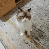 فروش گربه پرشین