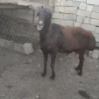 فروش یک راس قوچ چینی