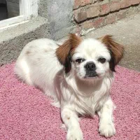 گمشده به یابنده شیرینی میدم