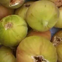 انجیر