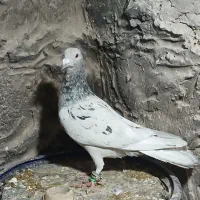 دوتا کفتر نر غریب