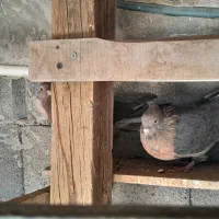 کبوتر آشینگل قیمت جفتی ۱۸۰۰۰۰۰یک میلیونو هشتصد|پرنده|کبودرآهنگ, |دیوار