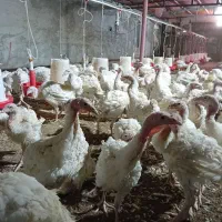 فروش بوقلمون بیوتی گوشتی