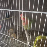 عروس هلندی|پرنده|قائن, |دیوار