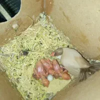 فنچ نرگسی مولد