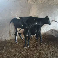 یک راس گاو گوساله در خمینی شهر