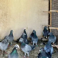 کبوتر پلاکی بشرط زدو خوردجفتی۴۰۰|پرنده|شیراز, اصلاح‌نژاد|دیوار