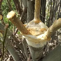 پیوندزن گردو  پیوندزن پیوندزن  پسته پیوند میوه