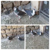 کبوتر دمگیر سینه واز زرهی