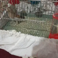 سهره خاکی|پرنده|ساوه, |دیوار