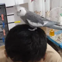 عروس هلندی نر|پرنده|ارومیه, |دیوار