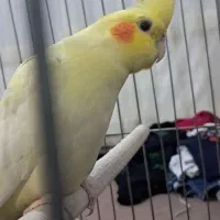 عروس هلندی دستی و سخن گو|پرنده|محمدشهر, محمدشهر|دیوار