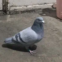 نر مسافتی|پرنده|سردشت, |دیوار