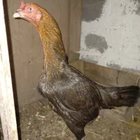 مرغ لاری افغان اصل