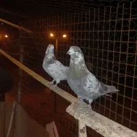 پرنده گم شده