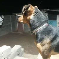 رکسی|سگ|کوزران, |دیوار