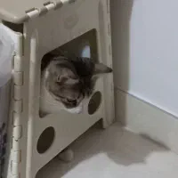 لئو بچه گربه مهربون و بازیگوش|گربه|رشت, منظریه|دیوار