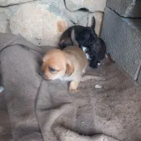 سگ پاه کوتاه|سگ|بجنورد, |دیوار