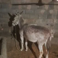 خر جوون برای بار بری|حیوانات مزرعه|لردگان, |دیوار