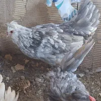 جوجه گلین|حیوانات مزرعه|مبارکه, |دیوار