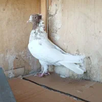 کبوتر دو طوق ماده|پرنده|اندیشه, اندیشه فاز ۴|دیوار