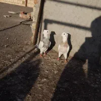 فروشی|پرنده|اردبیل, |دیوار