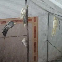عروس هلندی فروشی