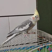 عروس هلندی گم شده